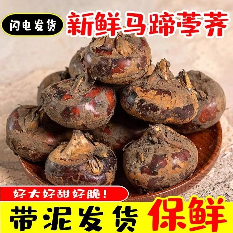 新鲜现挖带泥马蹄果荸荠脆甜多汁爽口当季水果蔬菜