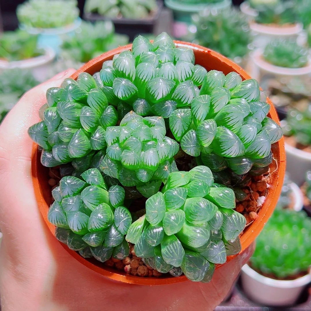 大盆多头姬玉露