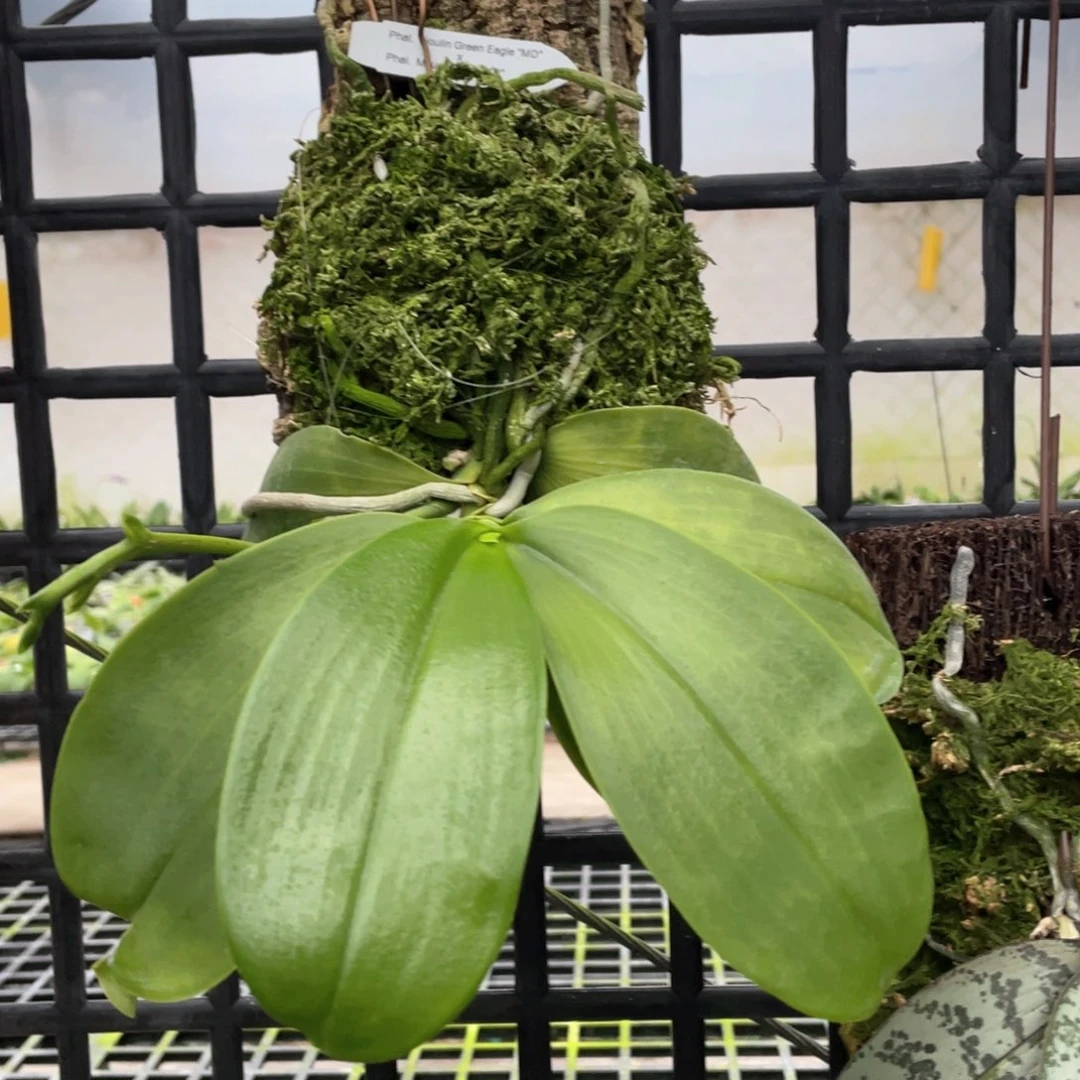 当前无花栽培后可以开花