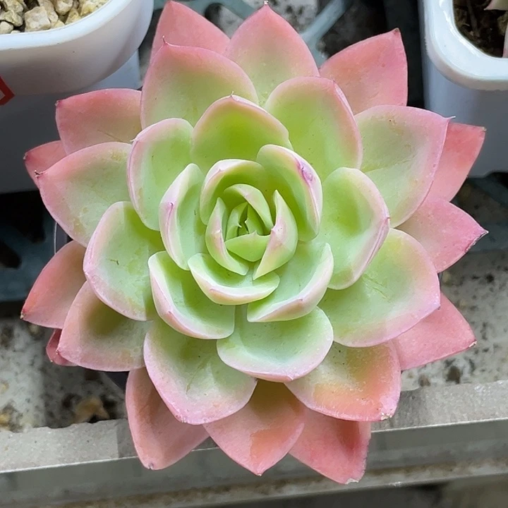 丝绸面纱锦一物一拍锦龙