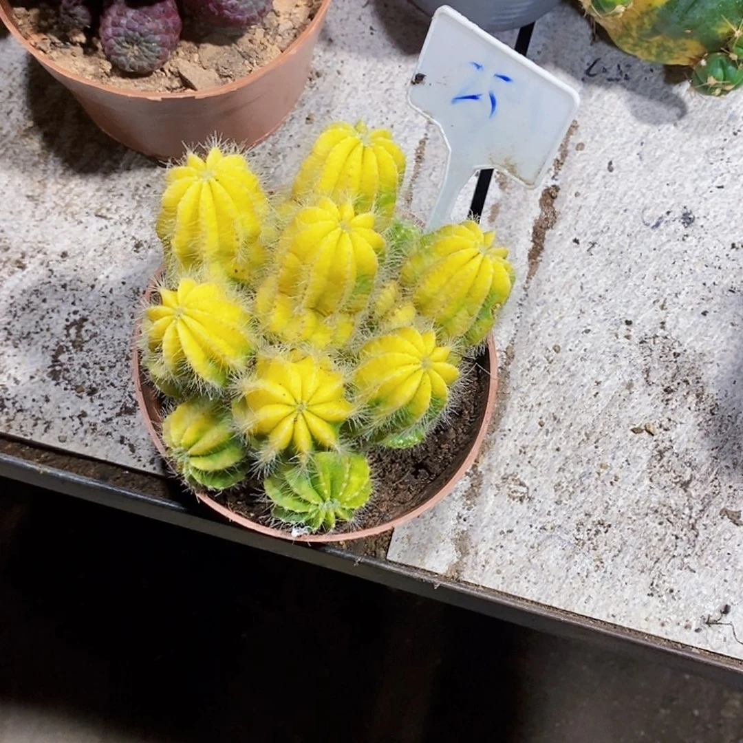 小***薇无花朵银光锦1111111111111111个