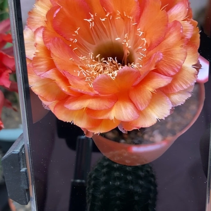 香香心舞侧芽3公分左右