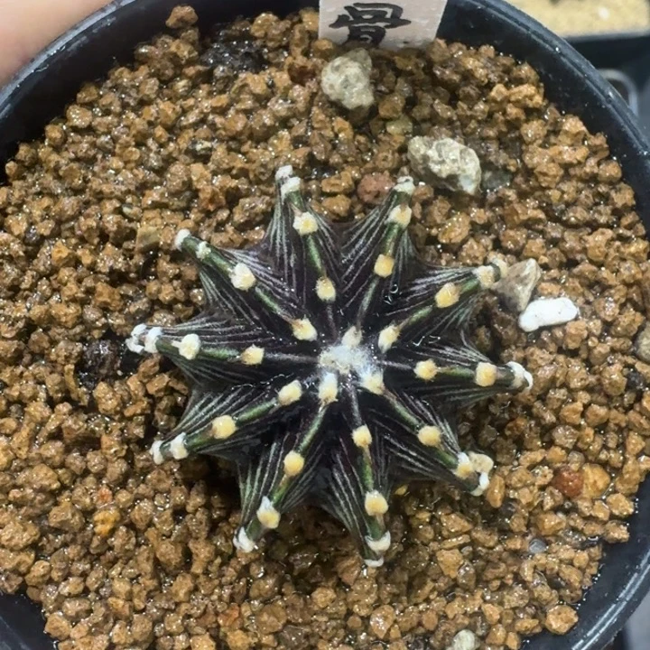 泰球黑肋骨侧芽漏