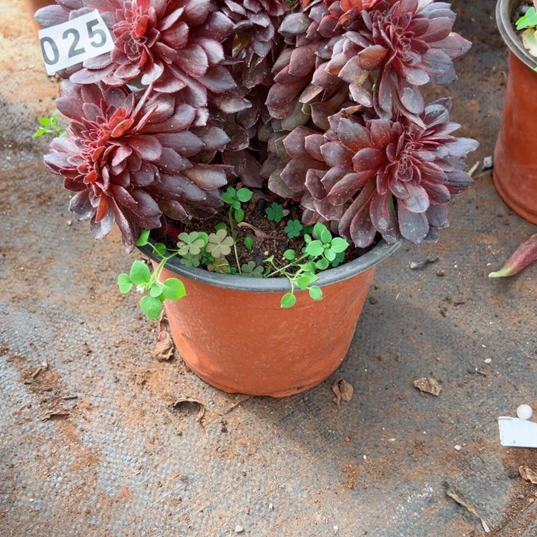 25 号多肉植物法师新年福利来