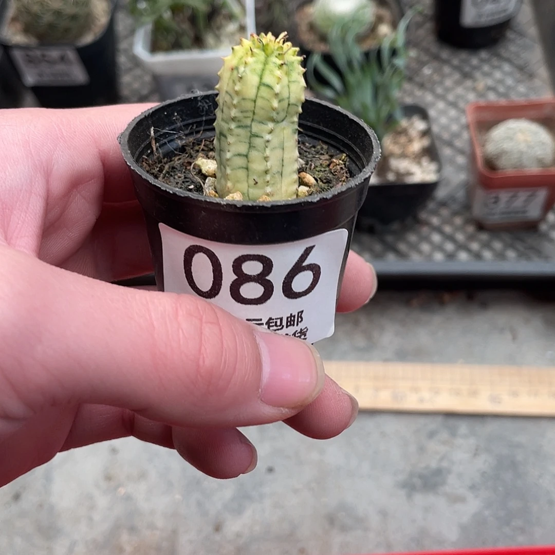 86布纹球锦（满18包邮）