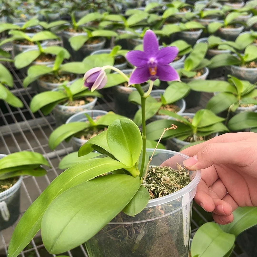 完全开放柳林蓝猫4.5寸