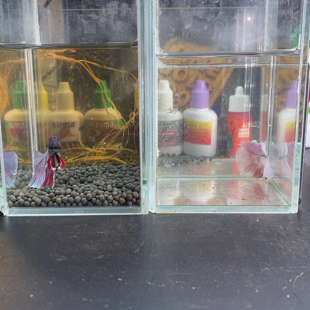 斗鱼21号1117早两个半月