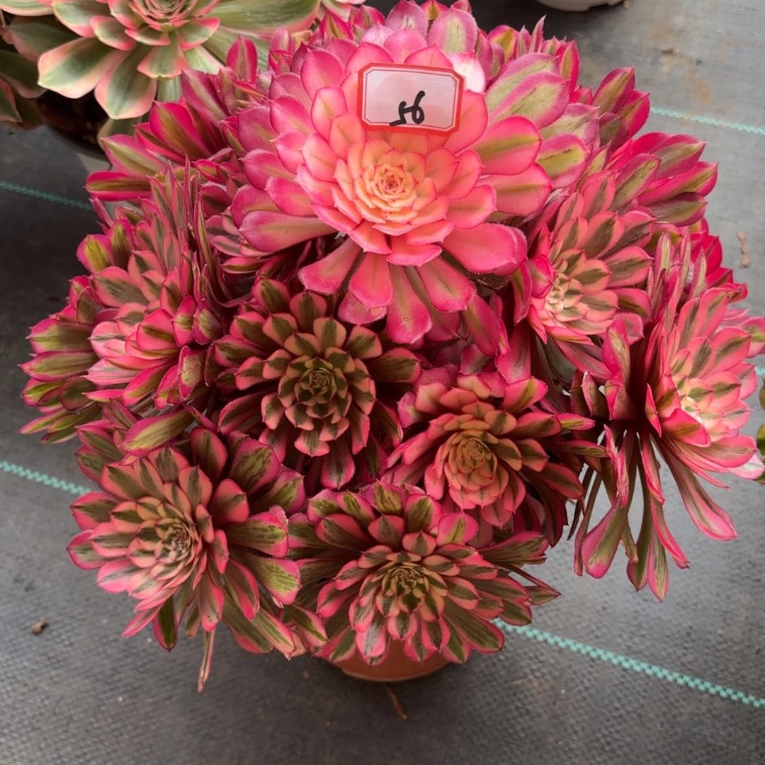 56白月光多肉植物绿植