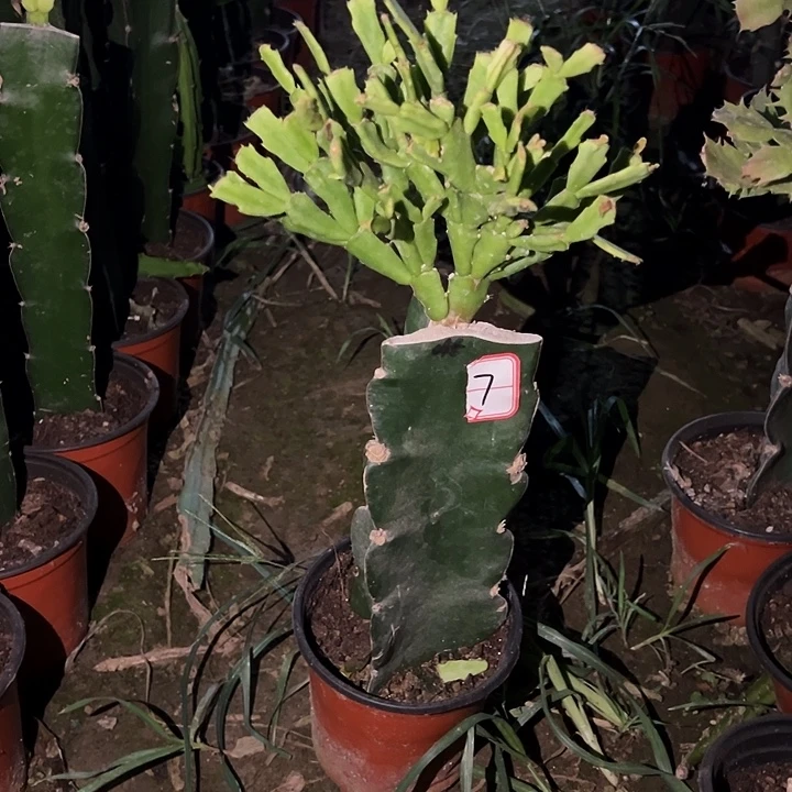 惜***若当前无花栽培后可以开花045  7