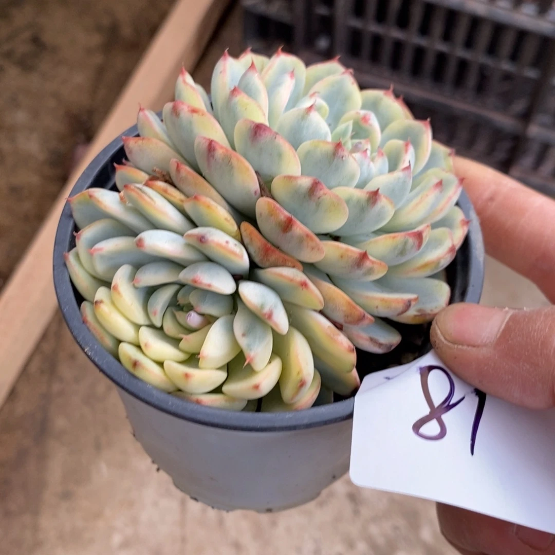 七**望小七夕多肉姬莲锦81