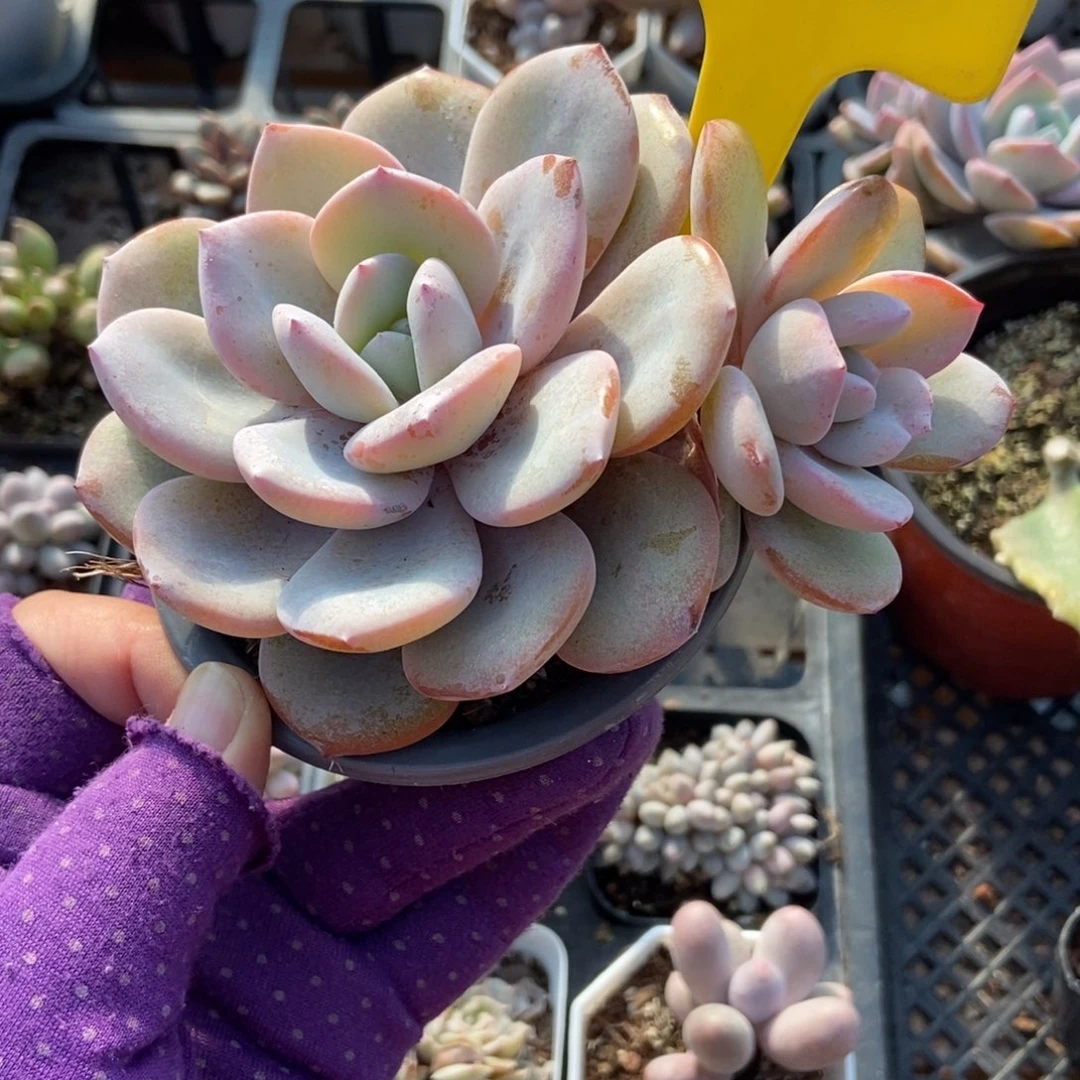 948奶茶多肉植物duorou