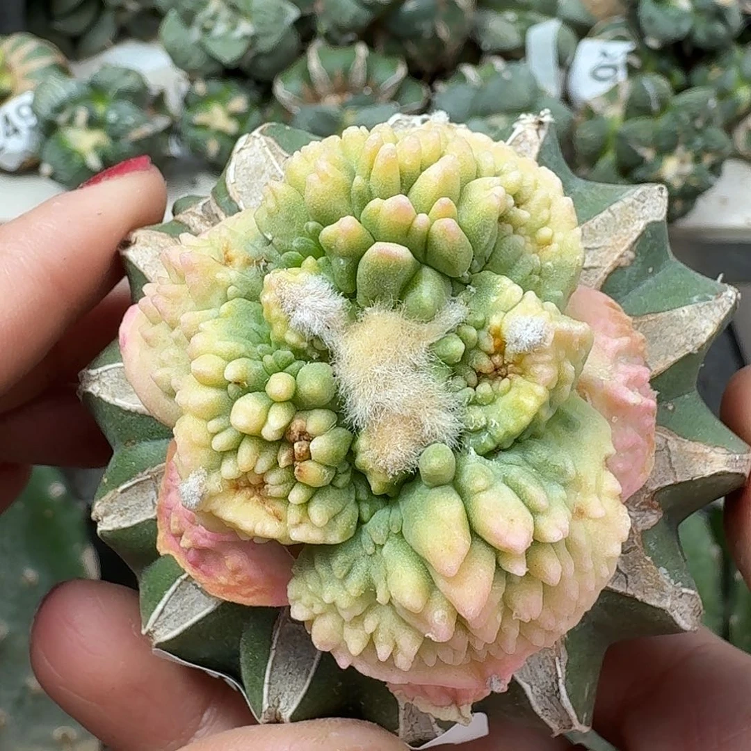 无花朵苗接大尤哥怒锦318