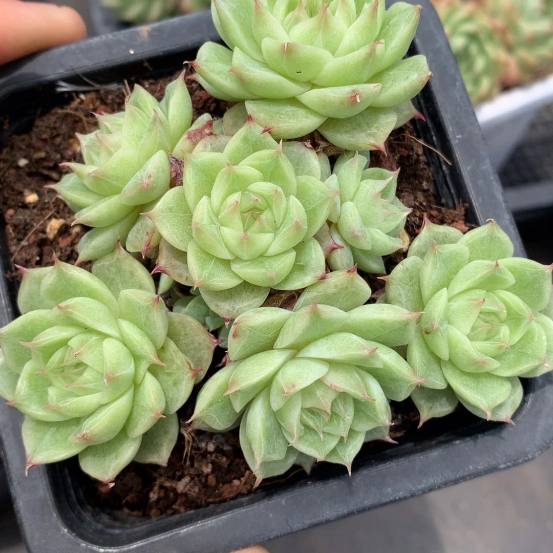 0531-279 冰透心珍妮麦杆