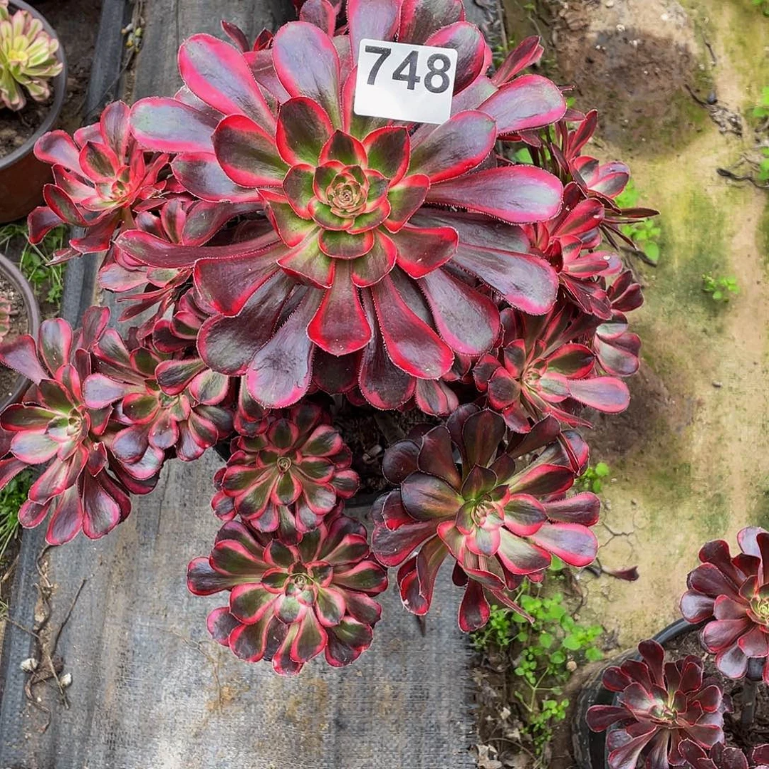 多肉法师748号丽娜发货不包损