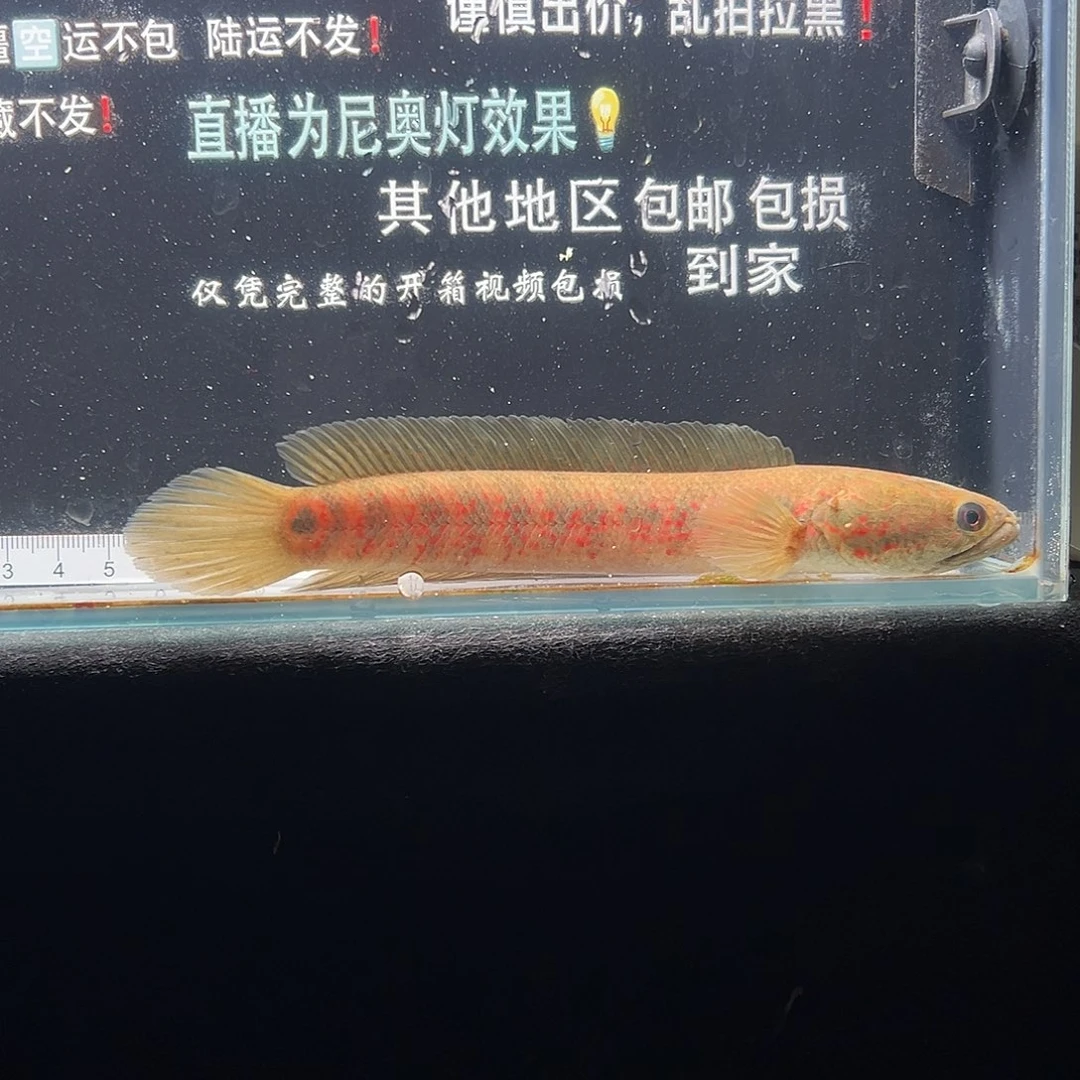雷龙鱼雷龙鱼雷龙鱼雷龙龙