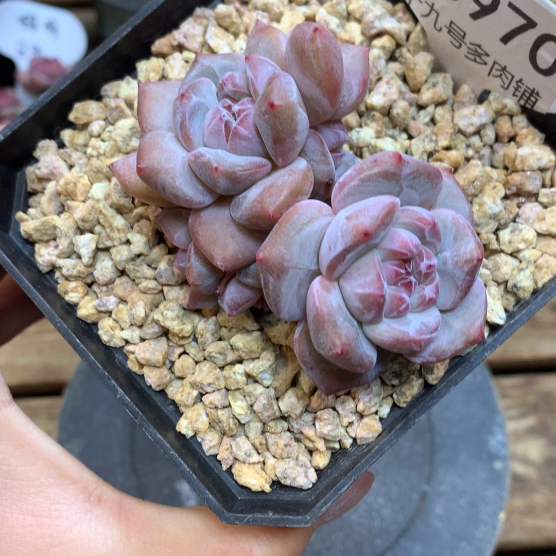 S0970 突尼斯 模特同款 摘心 福利