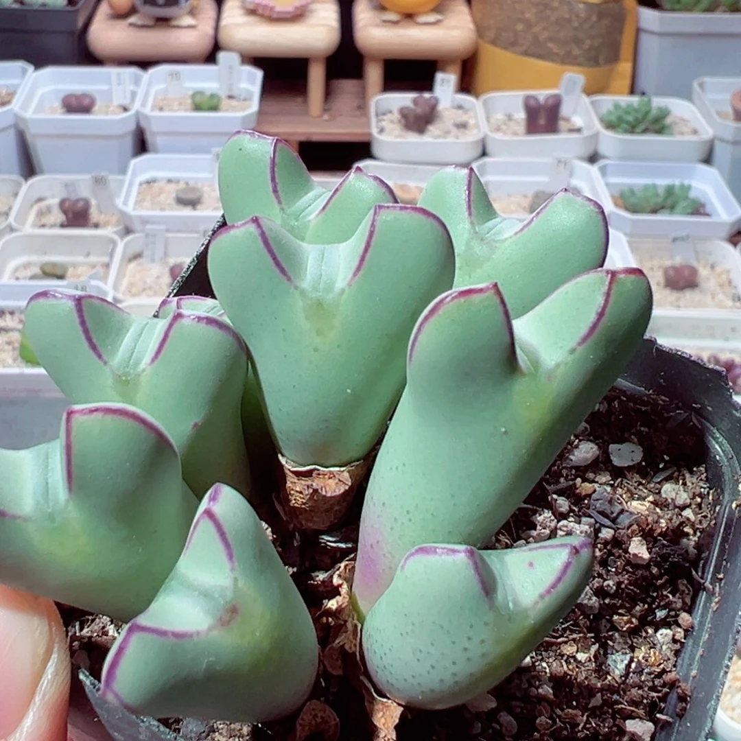 1021-474多肉多日少将