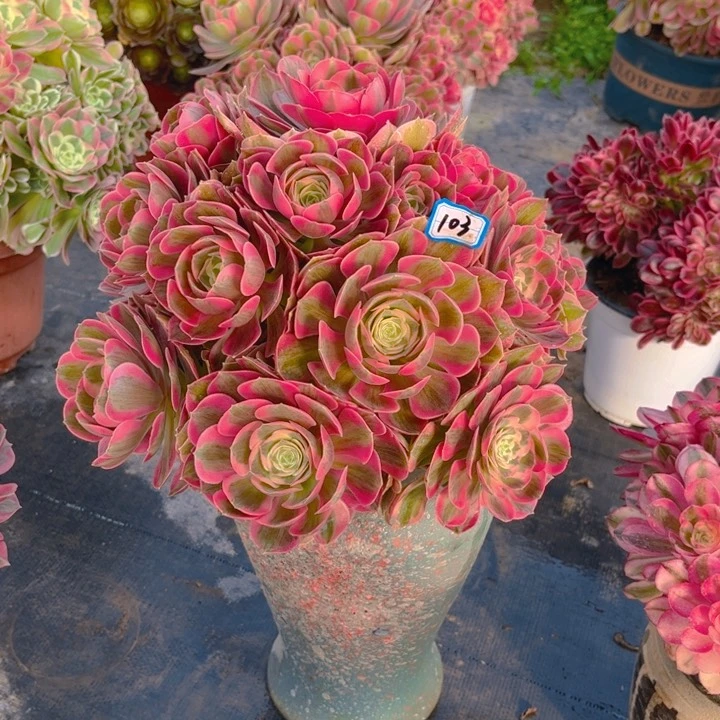 娃**呀103粉女巫多肉法师