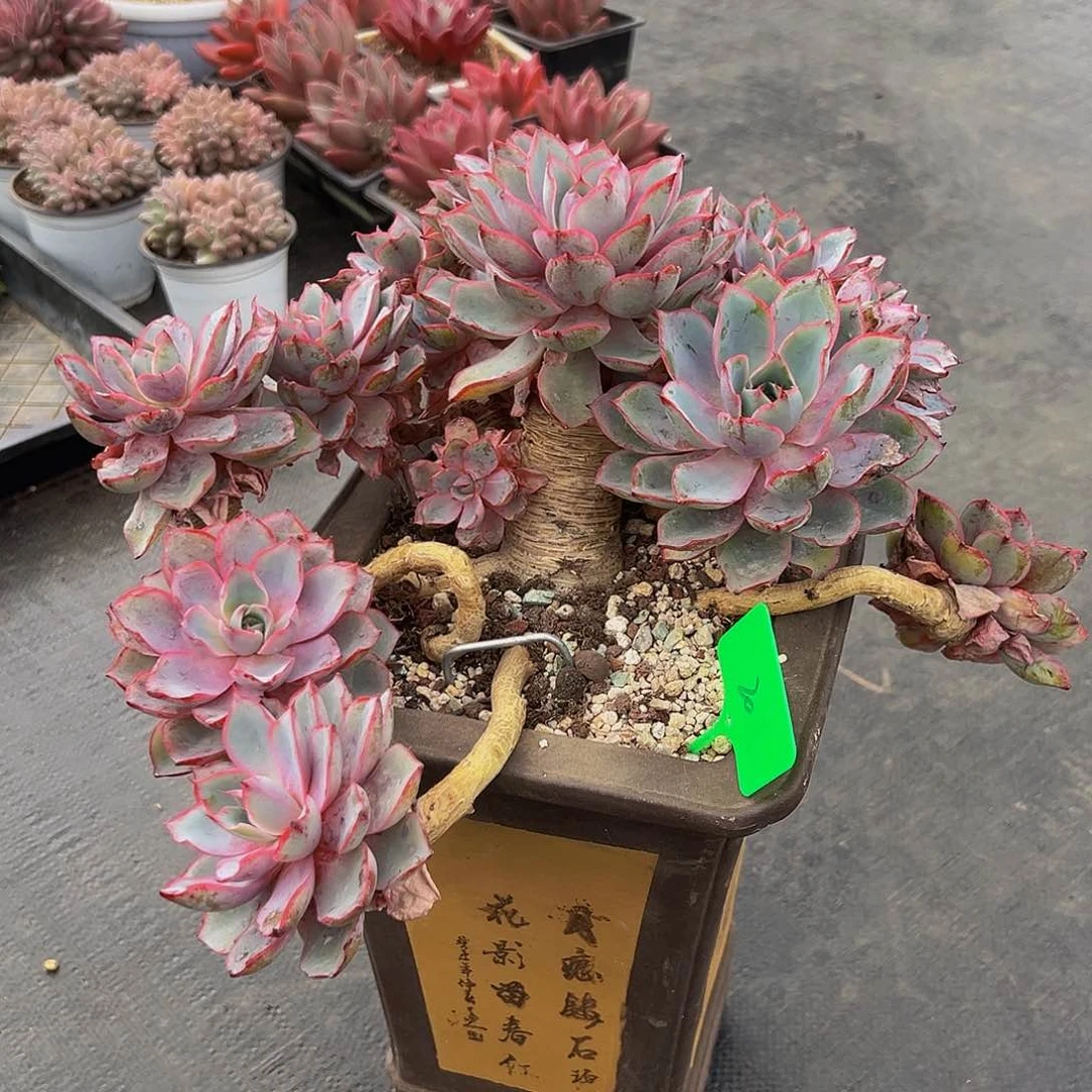 小*滴赫拉妖桩群生20号68