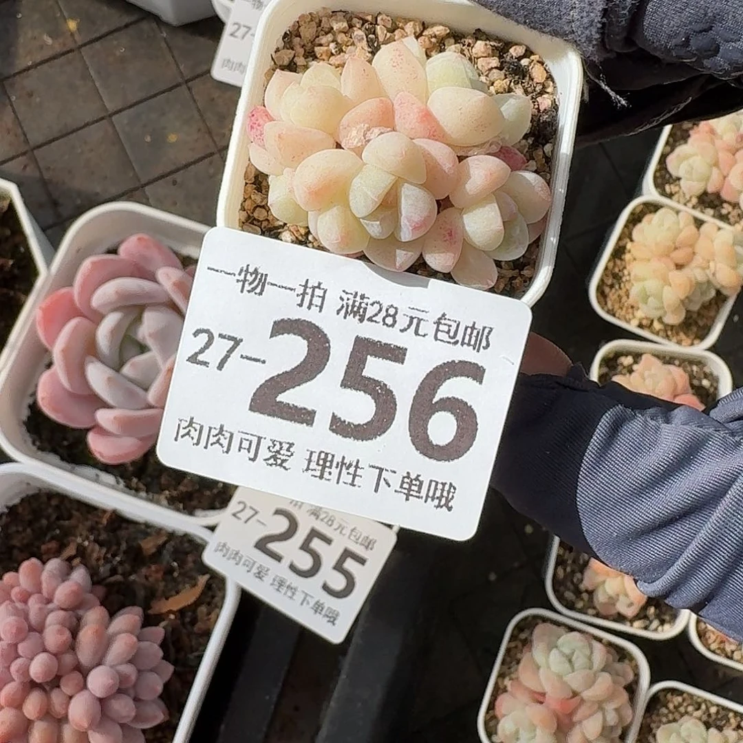 冰玉无盆土发货无