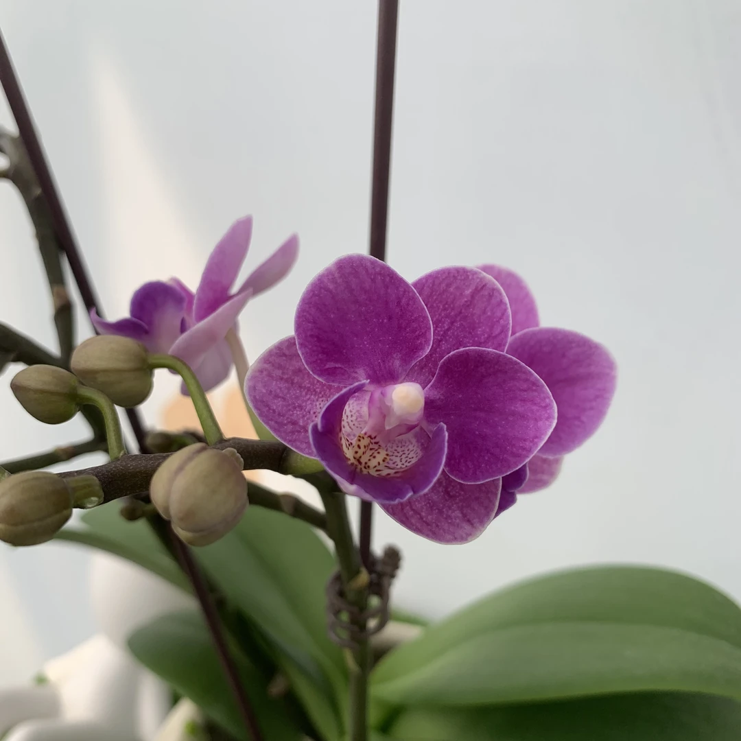 【欧洲小蓝】蓝色系爆花桌面款  蝴蝶兰基地直发