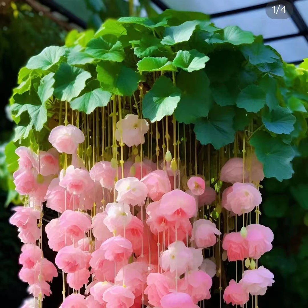 海棠吊垂驱蚊虫植物强力驱蚊花盆栽绿植花卉大全室内室外阳台庭院