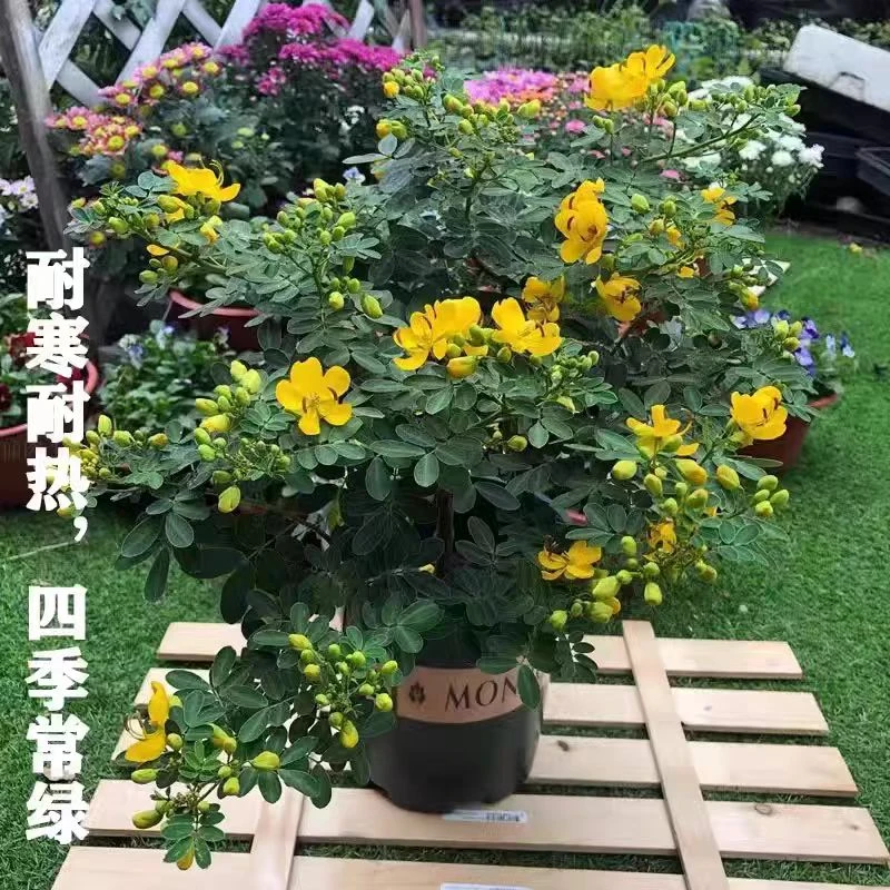 【黄金梅棒棒糖】耐寒庭院花园花卉绿植室外盆栽地栽好【带花苞发货】