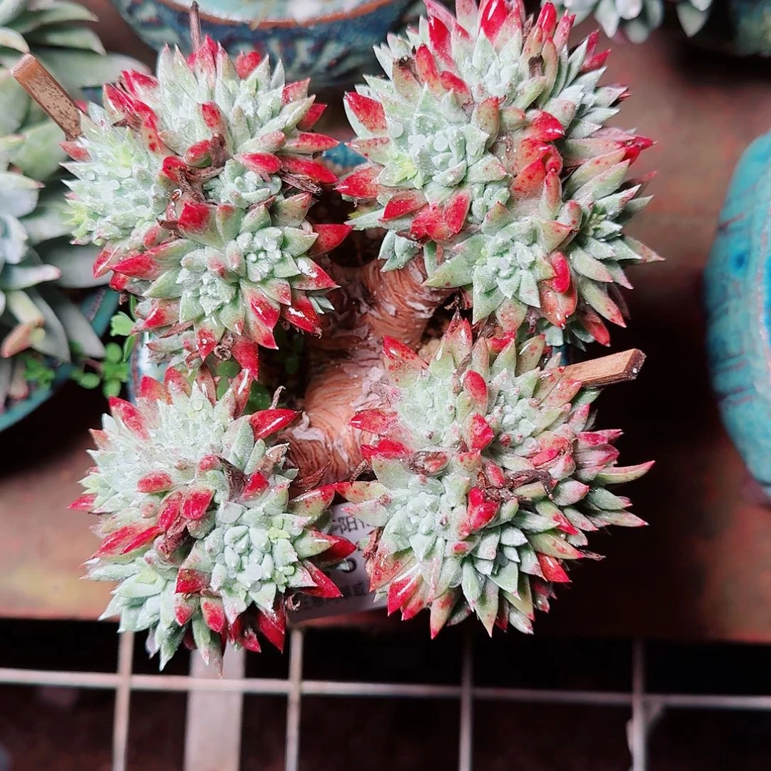 6730白菊杂仙女杯多肉