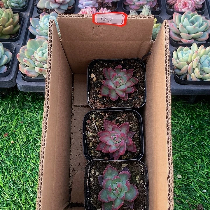 A127惊鸿仙子多肉