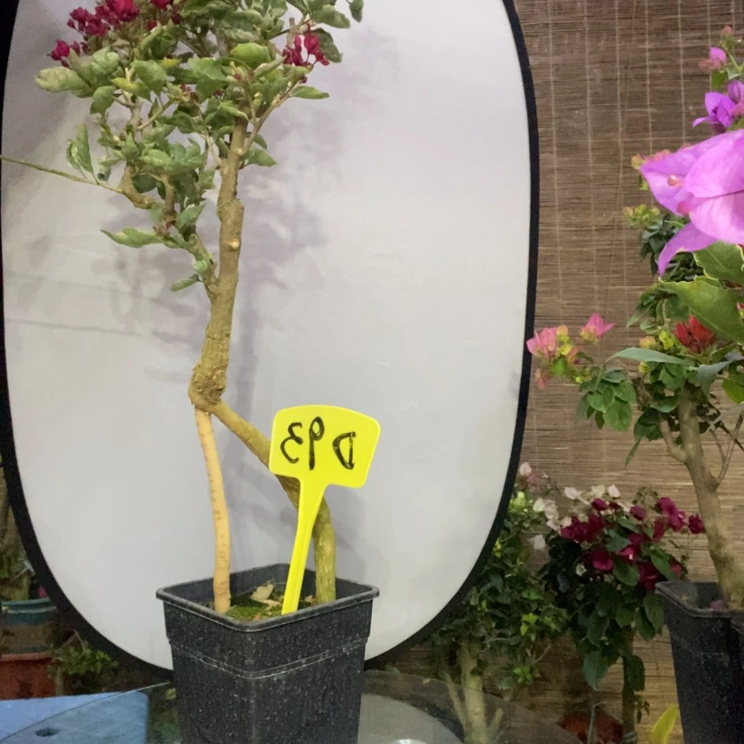 王****Q三角梅红莲花D93