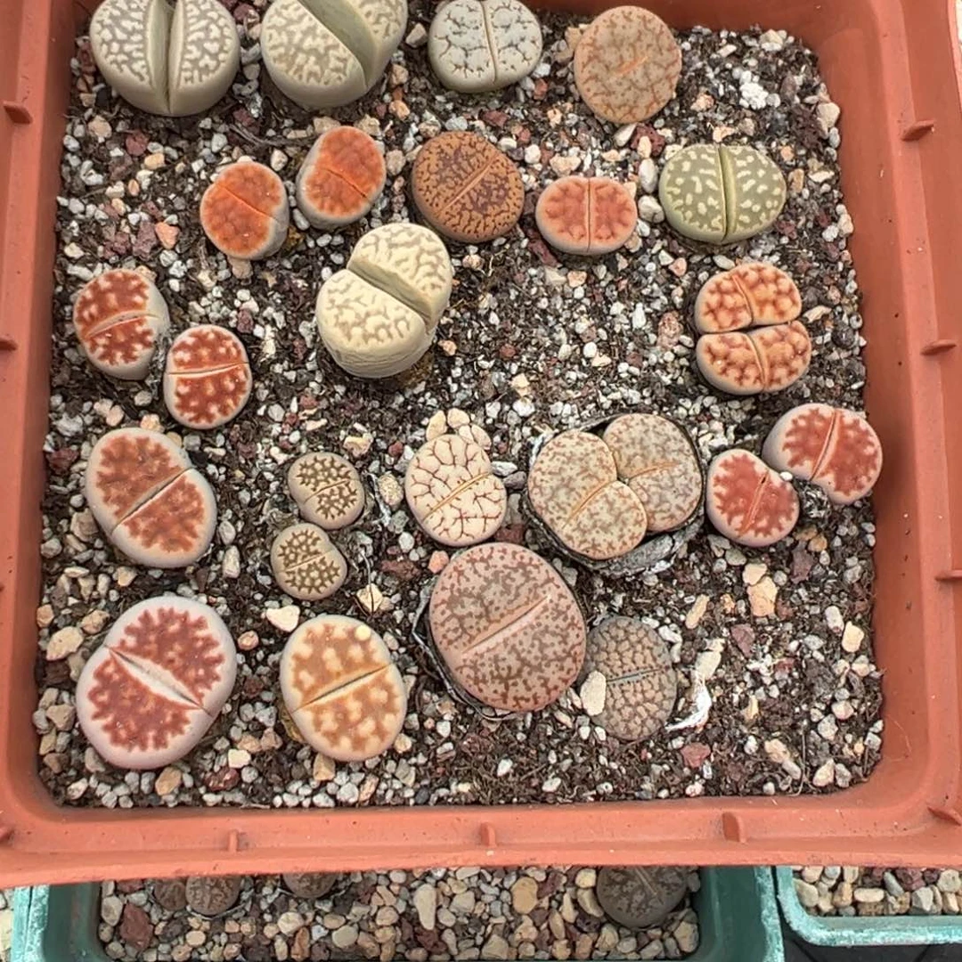 【闪购商品】590……