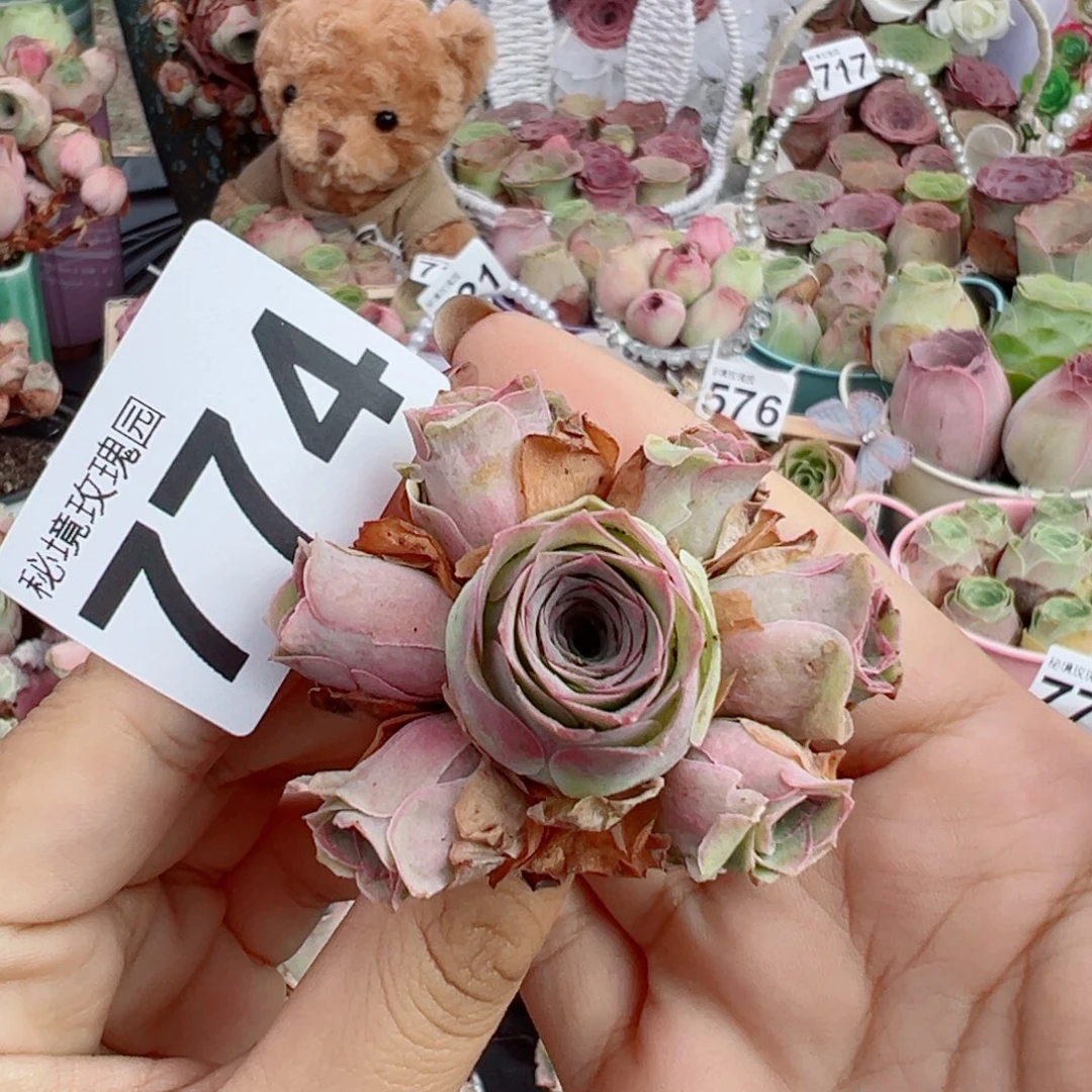 774粉玫瑰群。