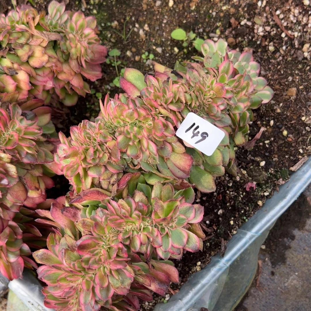 149荔枝缀多肉嘻嘻嘻