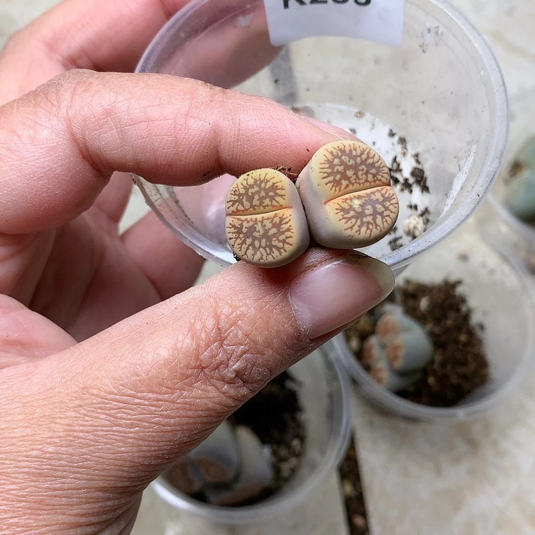 无**悔K233多肉植物保护