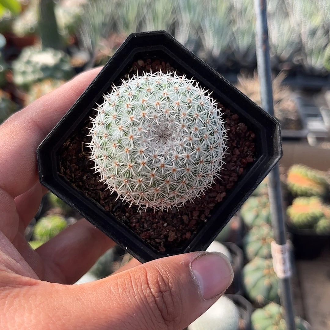 希望丸单头发货单头发