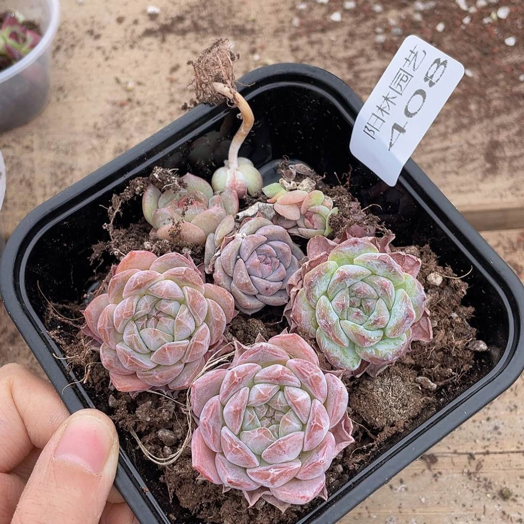 多肉植物多肉植物408