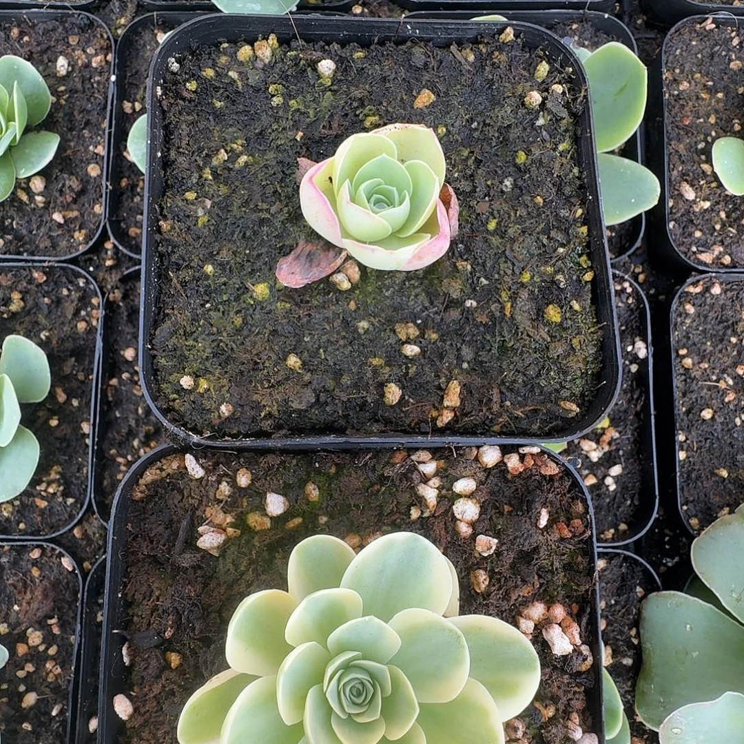 朱丽叶+覆轮锦生长期一物一拍