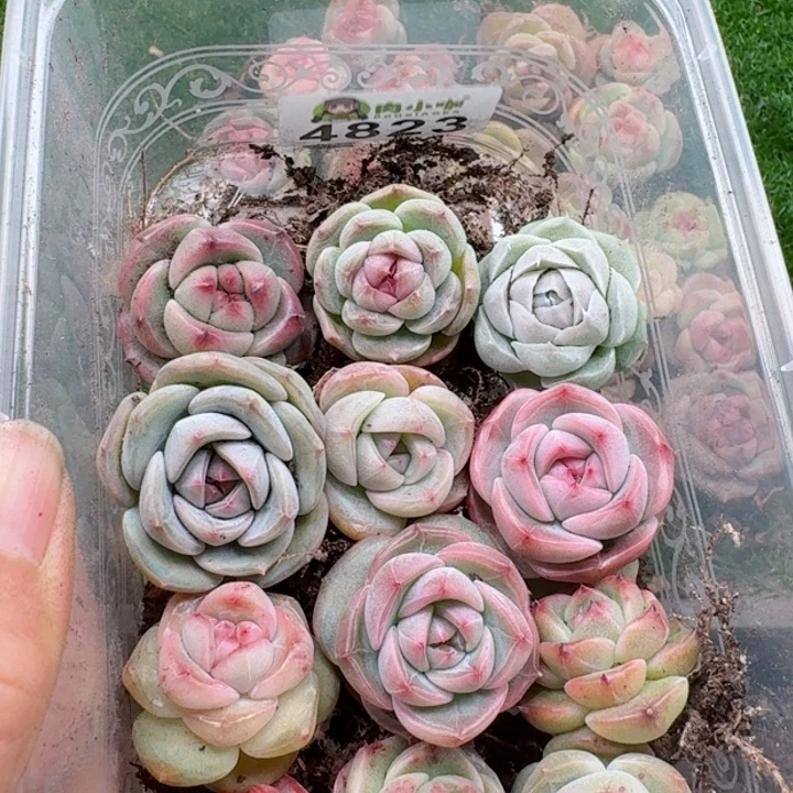 i**i多肉植物多肉植物