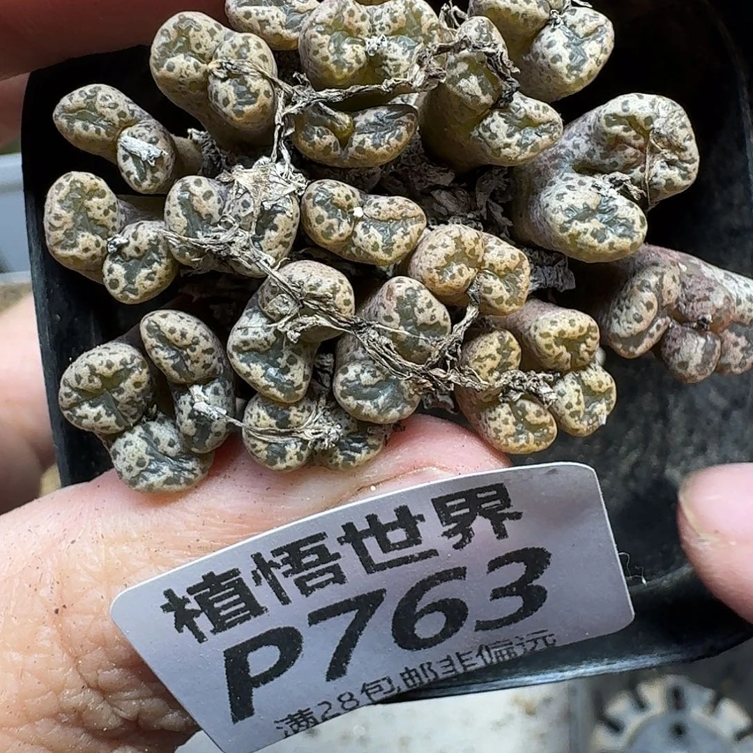多肉植物的人啊fghh