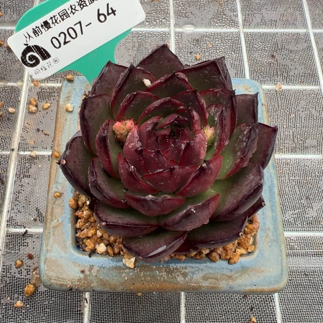 从前慢多肉精选编号0207.64