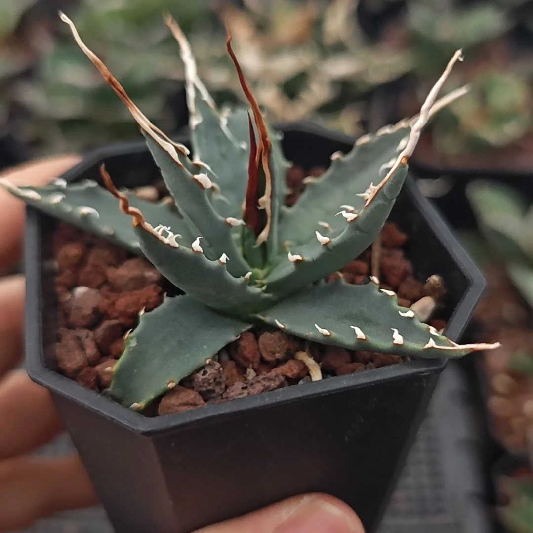 长曲刺eb妖炎龙舌兰