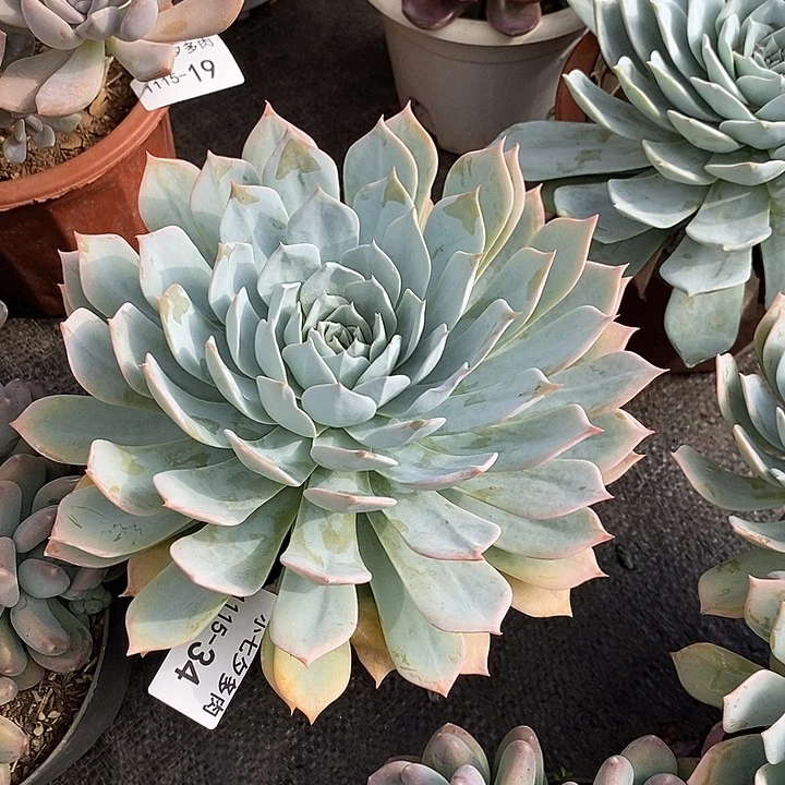 风****小七夕多肉薄叶蓝鸟34