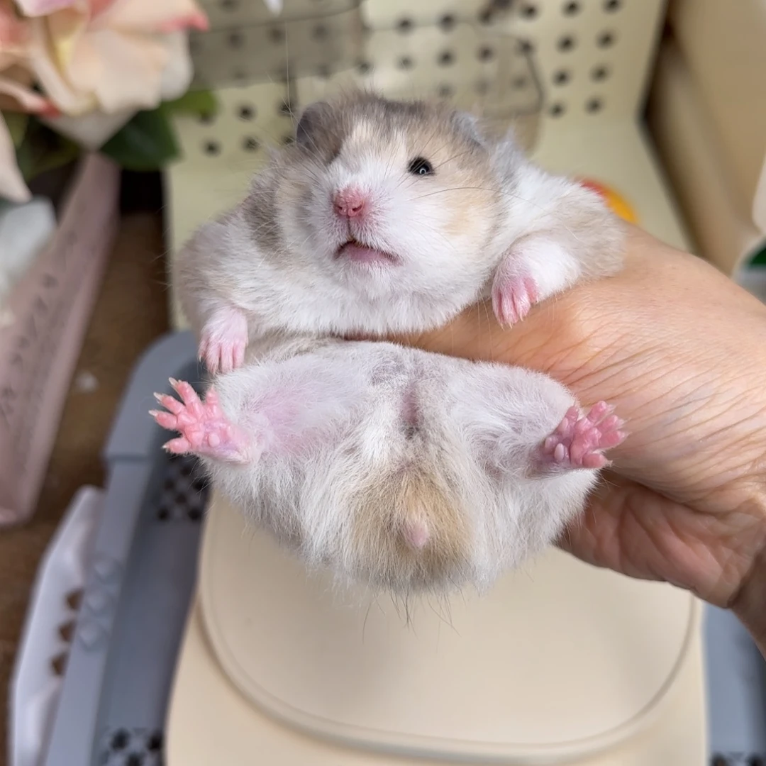 火波妹妹8.08生日