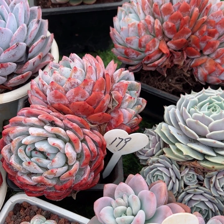 179橙子平平安安健健康康