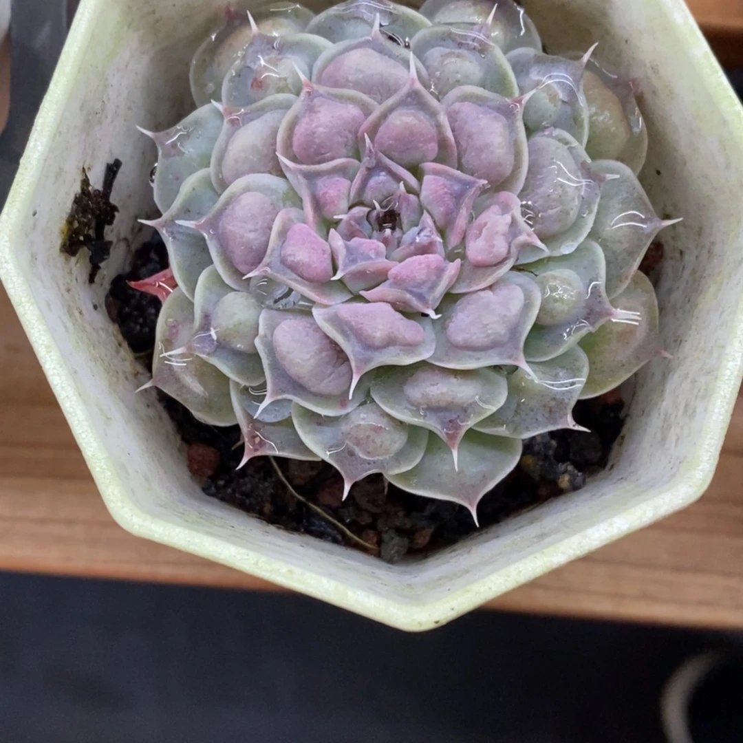 精品多肉一物一拍不包整469