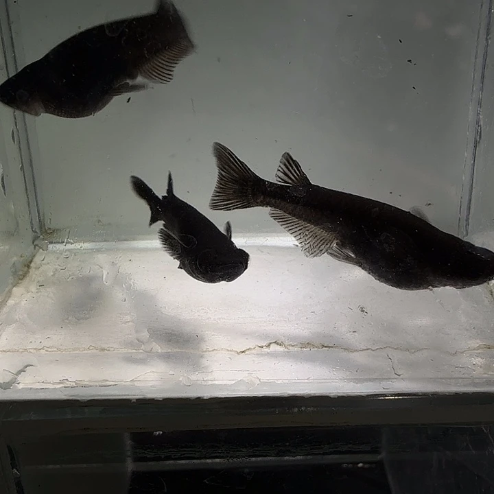 青鳉鱼一物一拍374
