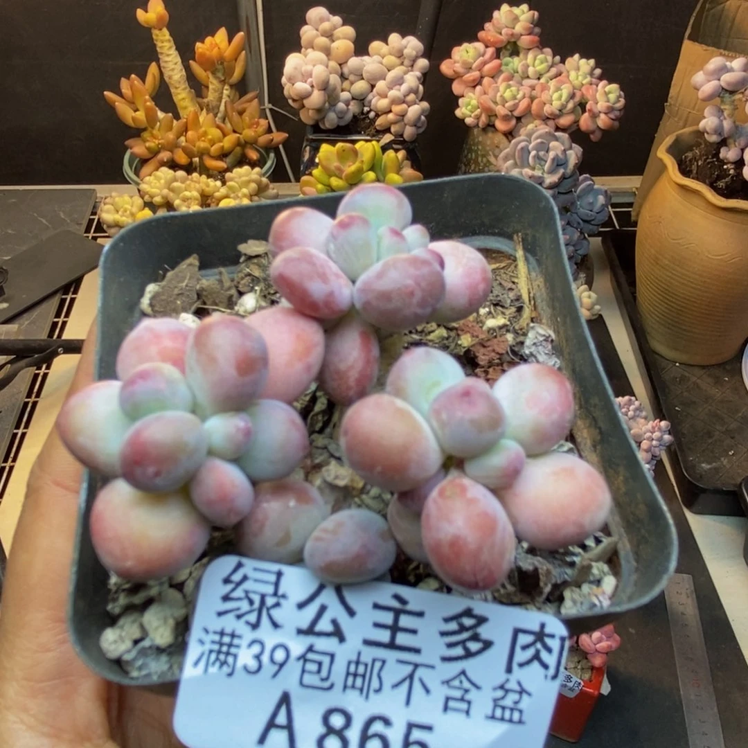 865苹果奶一代多肉5c m