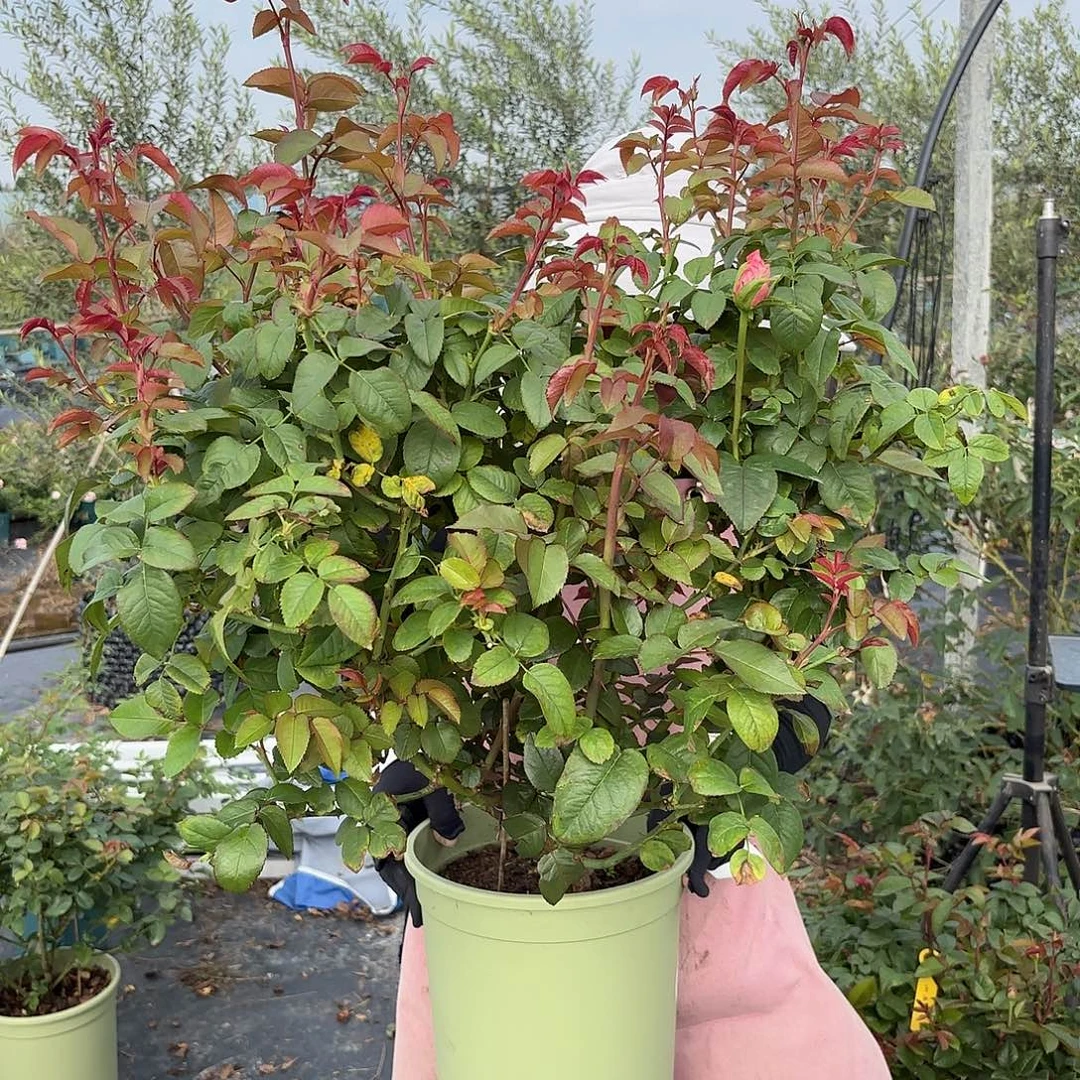 童话3加仑根接苗子