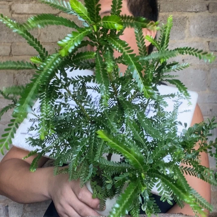 退款拉黑一物一拍136