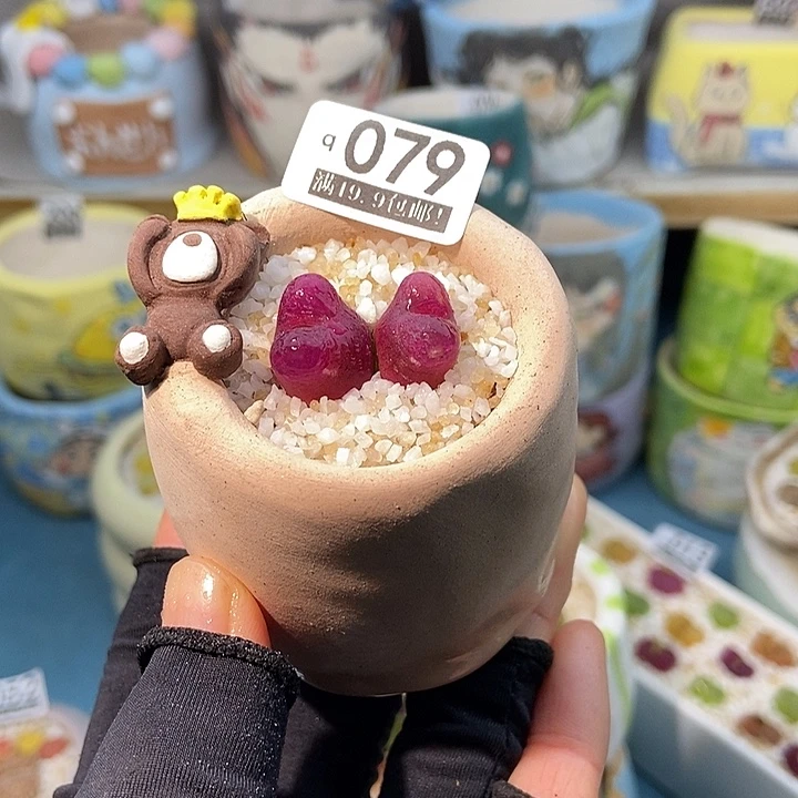 大舅生石花肉锥076